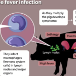 Boost for pig farmers affected by the outbreak of African swine fever (ASF) in Plateau State